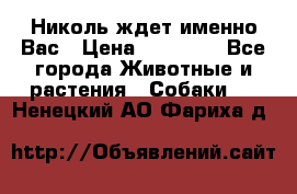 Николь ждет именно Вас › Цена ­ 25 000 - Все города Животные и растения » Собаки   . Ненецкий АО,Фариха д.